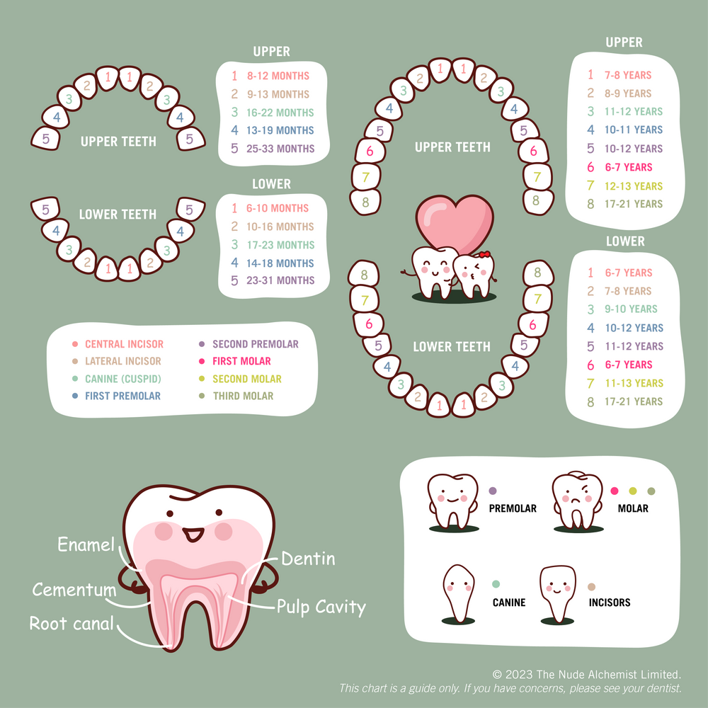 baby teething chart