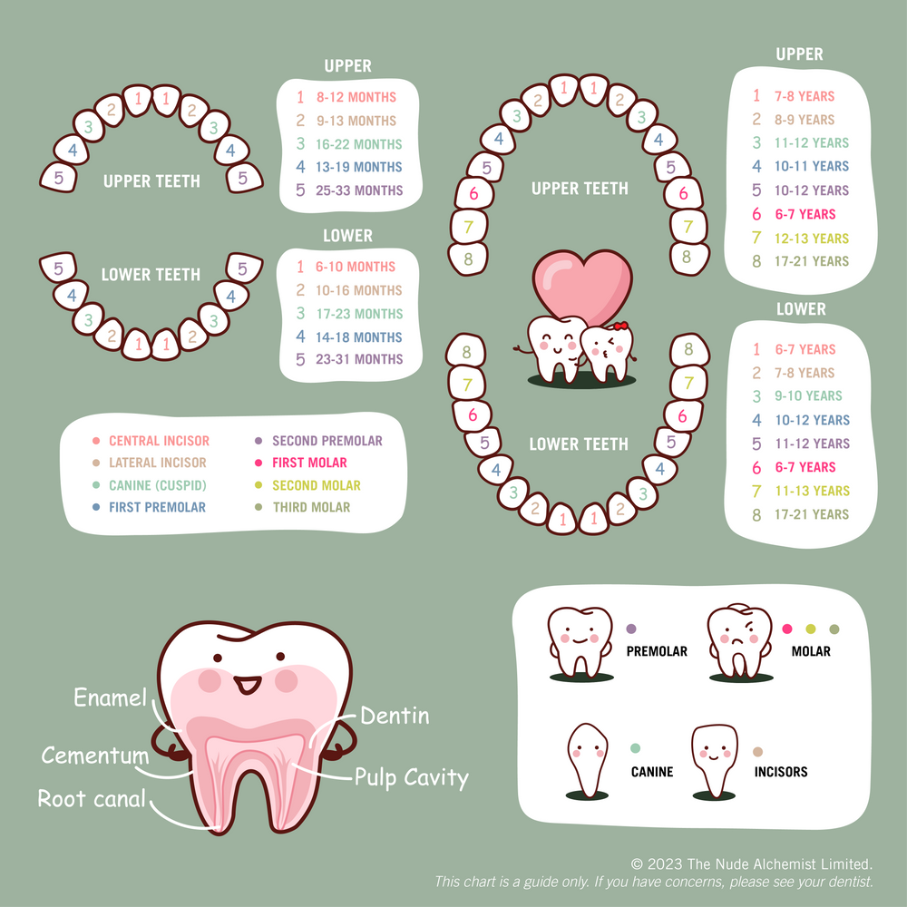 
                
                    Load image into Gallery viewer, baby teething chart
                
            